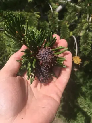 Pine, Bristlecone(foxtail) (Pinus aristata), foliage