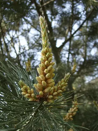 Lacebark Pine (Pinus bungeana), foliage