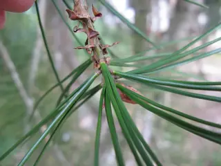 Lacebark Pine (Pinus bungeana), fall color
