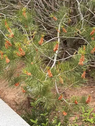 Lacebark Pine (Pinus bungeana), mature form