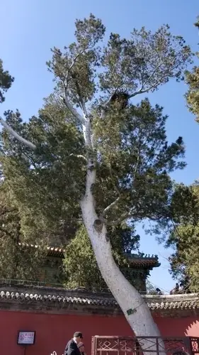 Pine, Lacebark