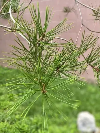 Lacebark Pine (Pinus bungeana), bloom