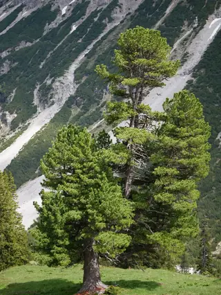 Pine, Swiss Stone Pine