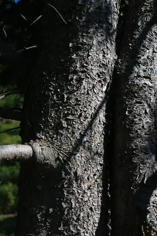 Swiss Stone Pine (Pinus cembra), foliage