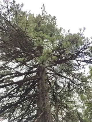 Swiss Stone Pine (Pinus cembra), mature form