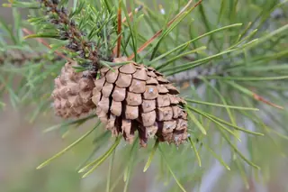 Lodgepole Pine (Pinus contorta), bloom