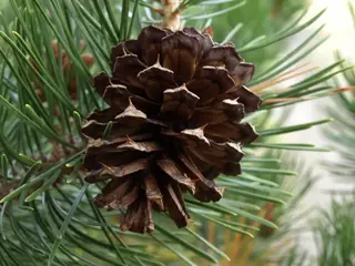 Lodgepole Pine (Pinus contorta), foliage
