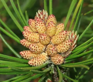 Lodgepole Pine (Pinus contorta), fall color