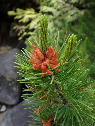 Lodgepole Pine (Pinus contorta), mature form