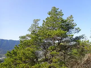 Pine, Lodgepole