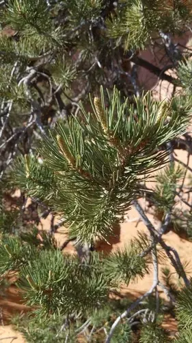 Pinyon Pine (Pinus edulis), mature form