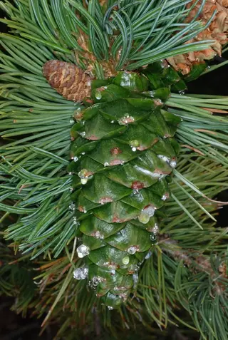 Pine (Pinus flexilis), fall color