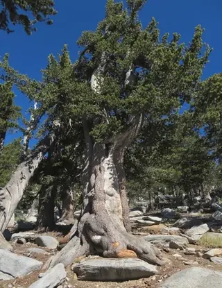 Pine, 'Vanderwolf's Pyramid'