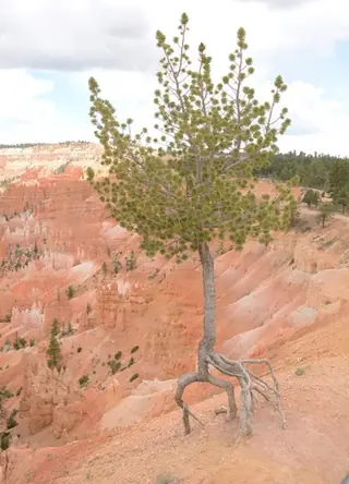 Pine (Pinus flexilis), mature form