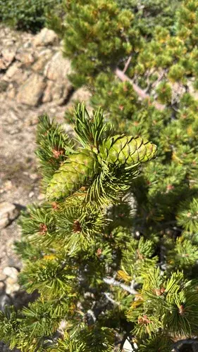 Pine (Pinus flexilis), bloom