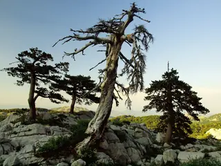 Bosnian Pine (Pinus heldreichii), habit