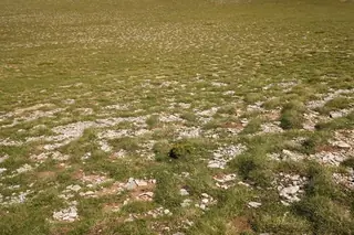 Bosnian Pine (Pinus heldreichii), bloom