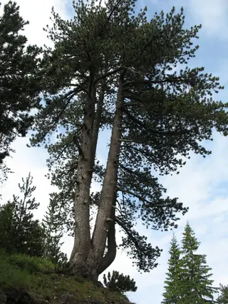 Pine, Bosnian