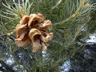 Singleleaf Pinyon Pine (Pinus monophylla), foliage