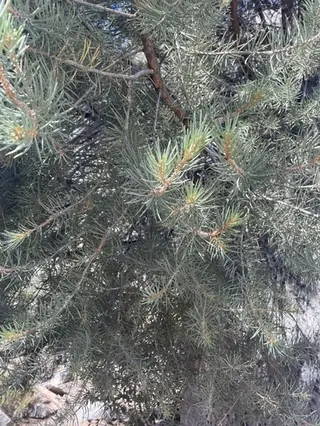Singleleaf Pinyon Pine (Pinus monophylla), mature form