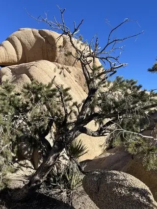 Pine, Singleleaf Pinyon