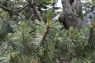 Mugo: Tannenbaum Pine (Pinus mugo), bloom