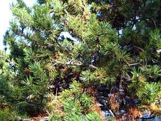 Pine, Mugo: Tannenbaum