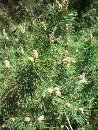 Mugo: Tannenbaum Pine (Pinus mugo), habit