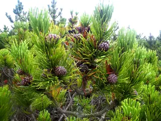 Mugo: Tannenbaum Pine (Pinus mugo), foliage