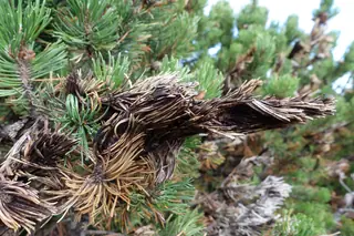 Mugo: Tannenbaum Pine (Pinus mugo), fall color