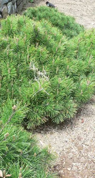 Mugo: Tannenbaum Pine (Pinus mugo), mature form