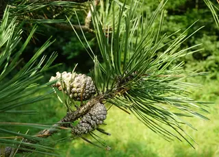 Austrian: Arnolds Sentinel Pine (Pinus nigra), mature form
