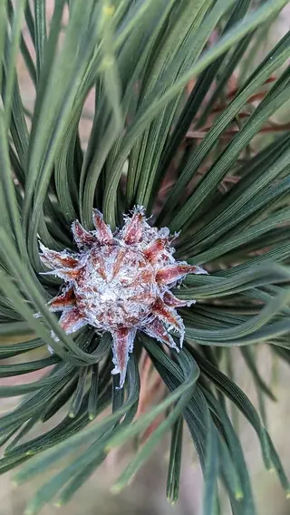 Austrian: Arnolds Sentinel Pine (Pinus nigra), foliage