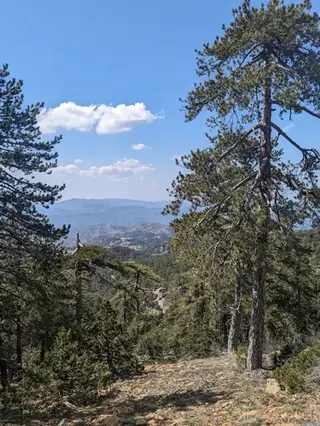 Pine, Austrian 'Oregan Green'