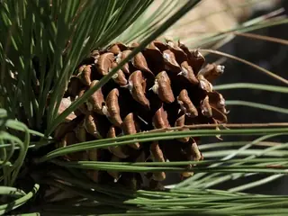 Ponderosa Pine (Pinus ponderosa), habit