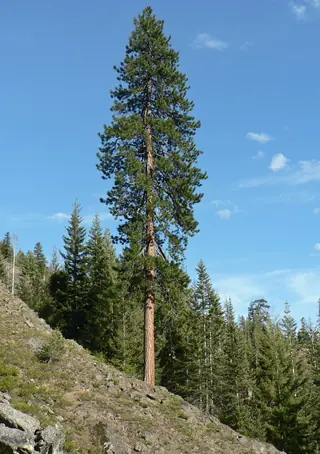 Pine, Ponderosa