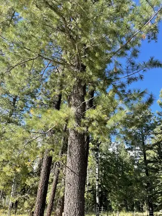 Southwestern White Pine (Pinus strobiformis), mature form