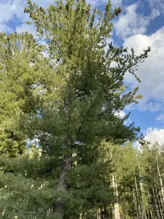 Pine, Southwestern White