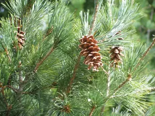 Eastern White Pine (Pinus strobus), mature form