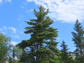 Pine, Eastern White