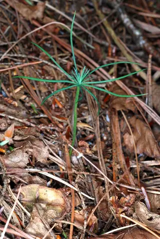 Eastern White Pine (Pinus strobus), foliage