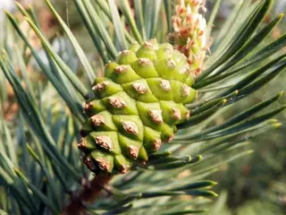 Scotch Pine (Pinus sylvestris), mature form