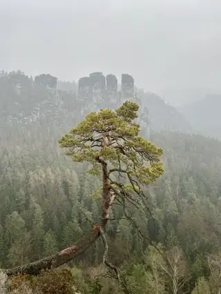 Pine, Scotch
