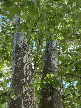 American sycamore Planetree (Platanus occidentalis), mature form