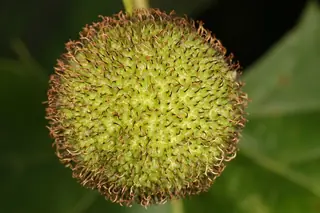 American sycamore Planetree (Platanus occidentalis), bloom