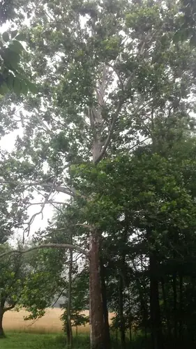 Planetree, American sycamore