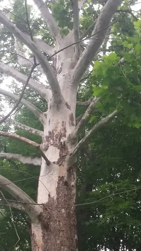 American sycamore Planetree (Platanus occidentalis), foliage