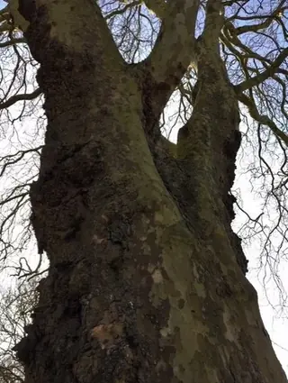 London Planetree (Platanus x acerifolia), bloom
