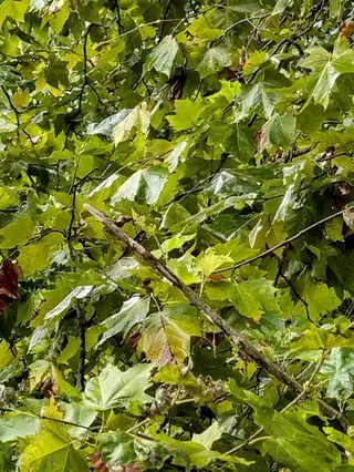 London Planetree (Platanus x acerifolia), fall color