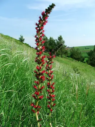 Red Feathers